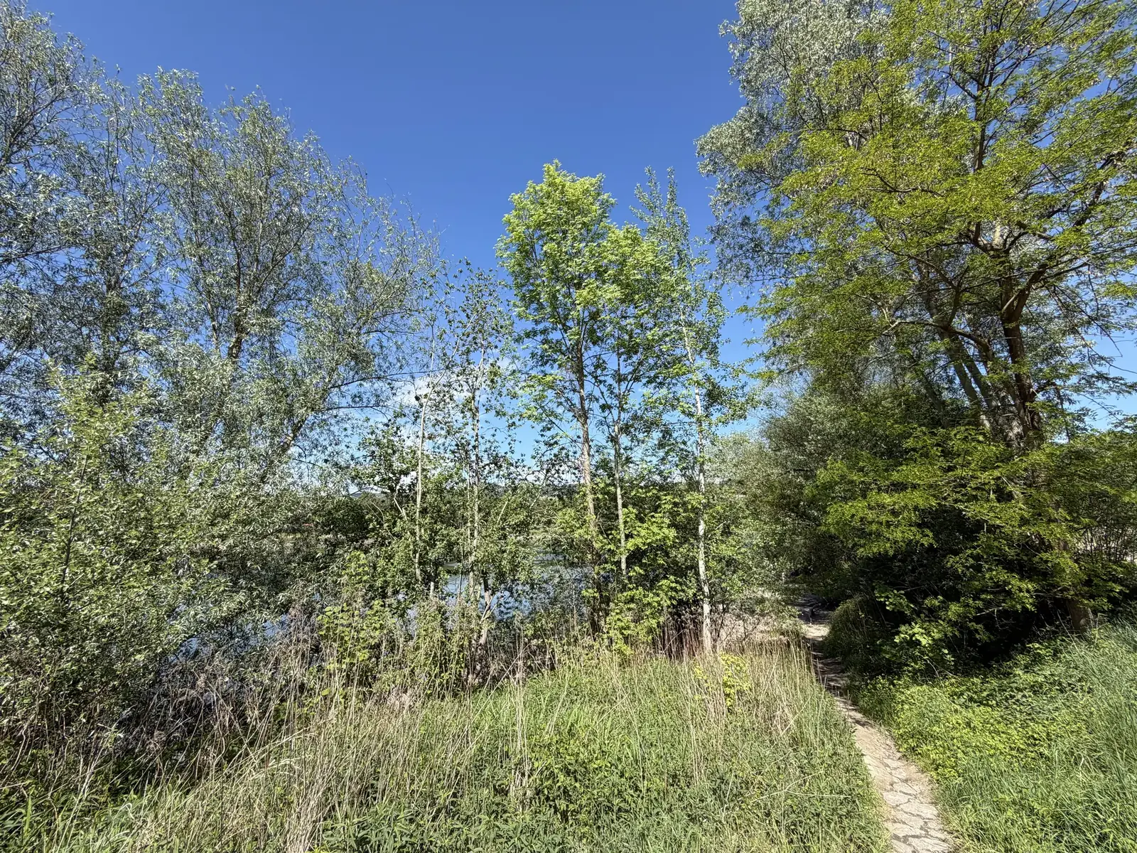 Donau Wilhering